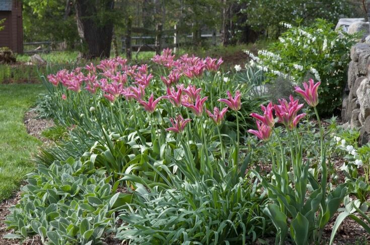planting ideas from Colorblends
