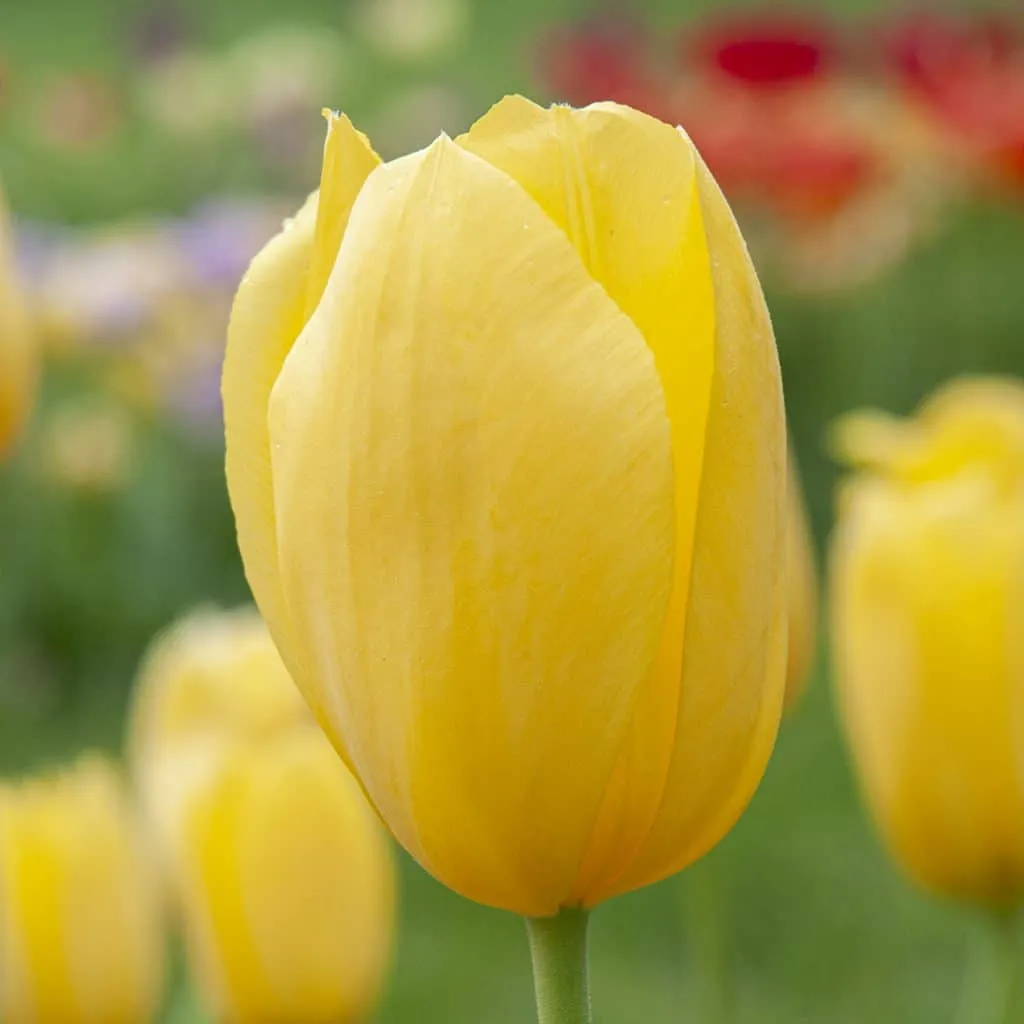 Hella Lights Tulips from Colorblends