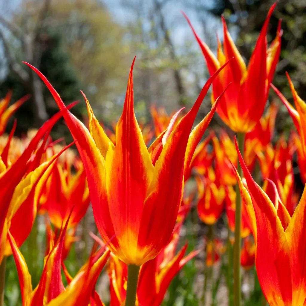 Anatolia Tulips from Colorblends