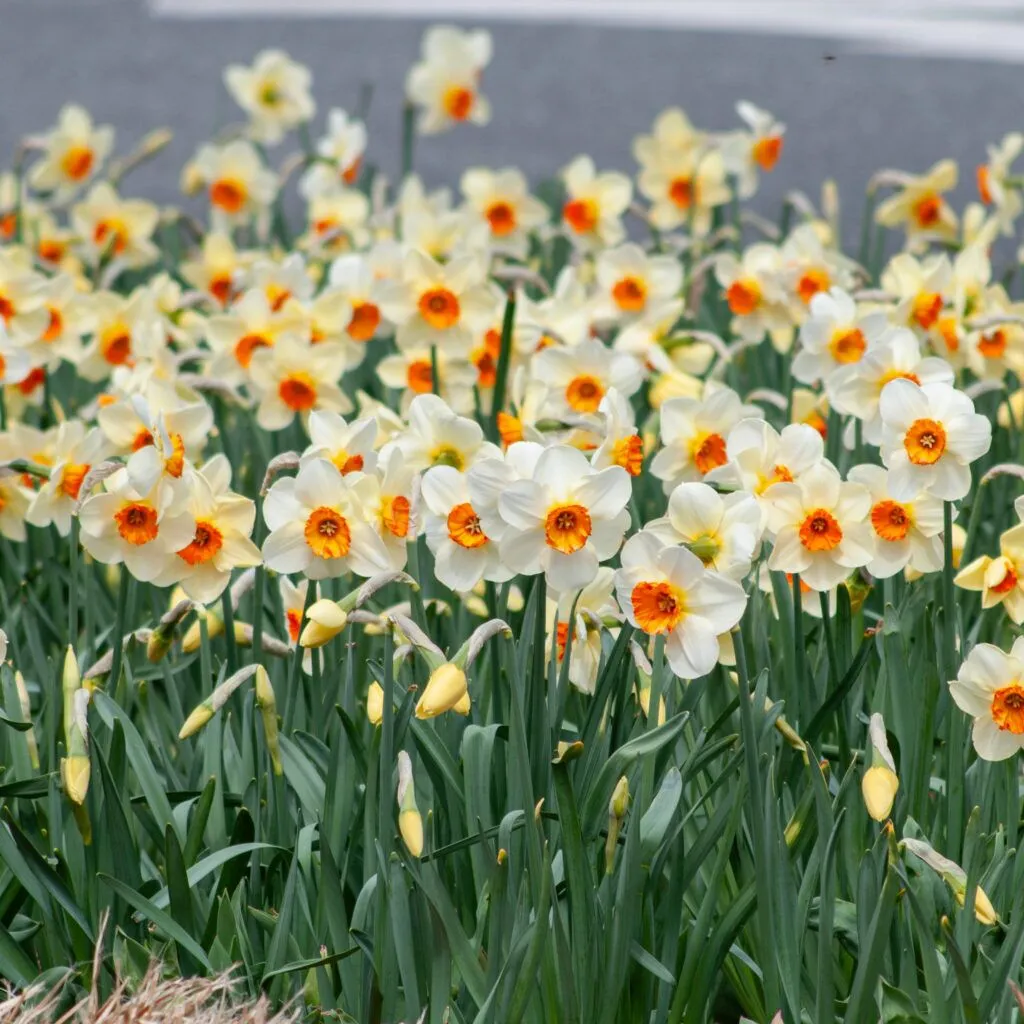 Barrett Browning LS Daffodils by Colorblends