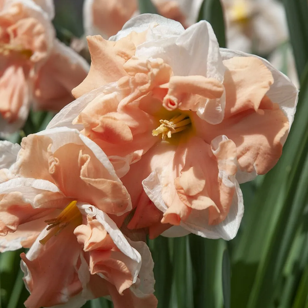 Apricot Whirl Daffodils by Colorblends