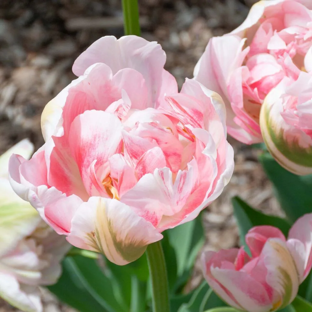 Finola Tulips from Colorblends