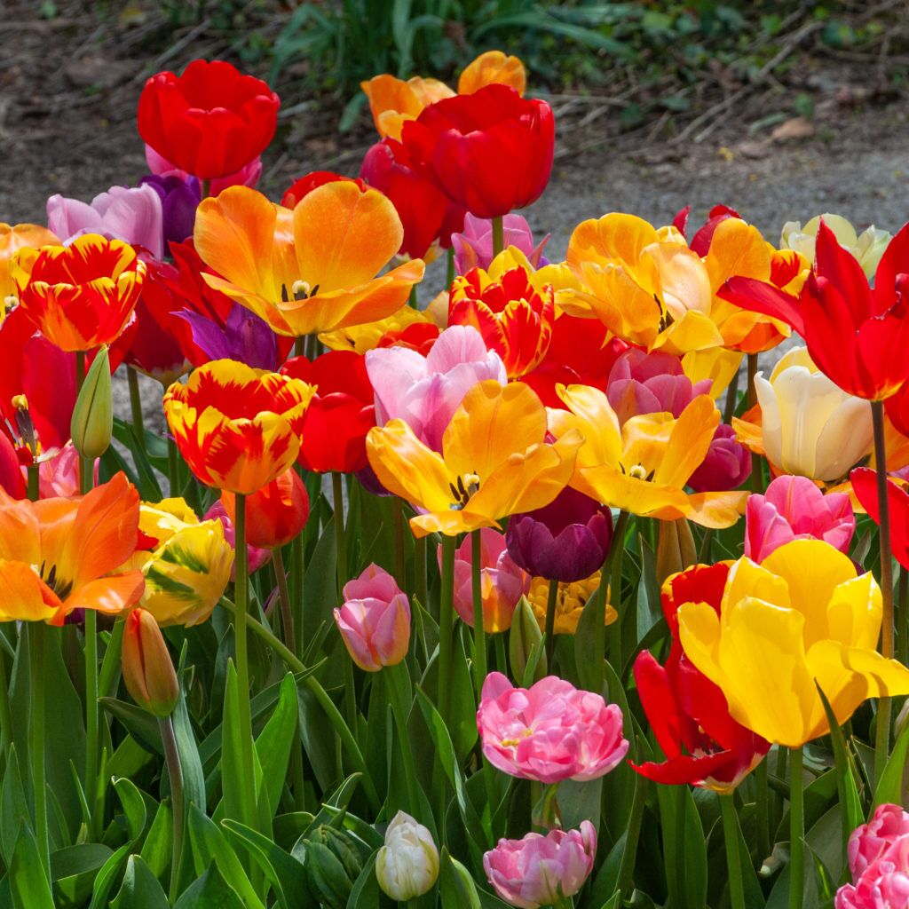 All-Everything Tulip Mix from Colorblends
