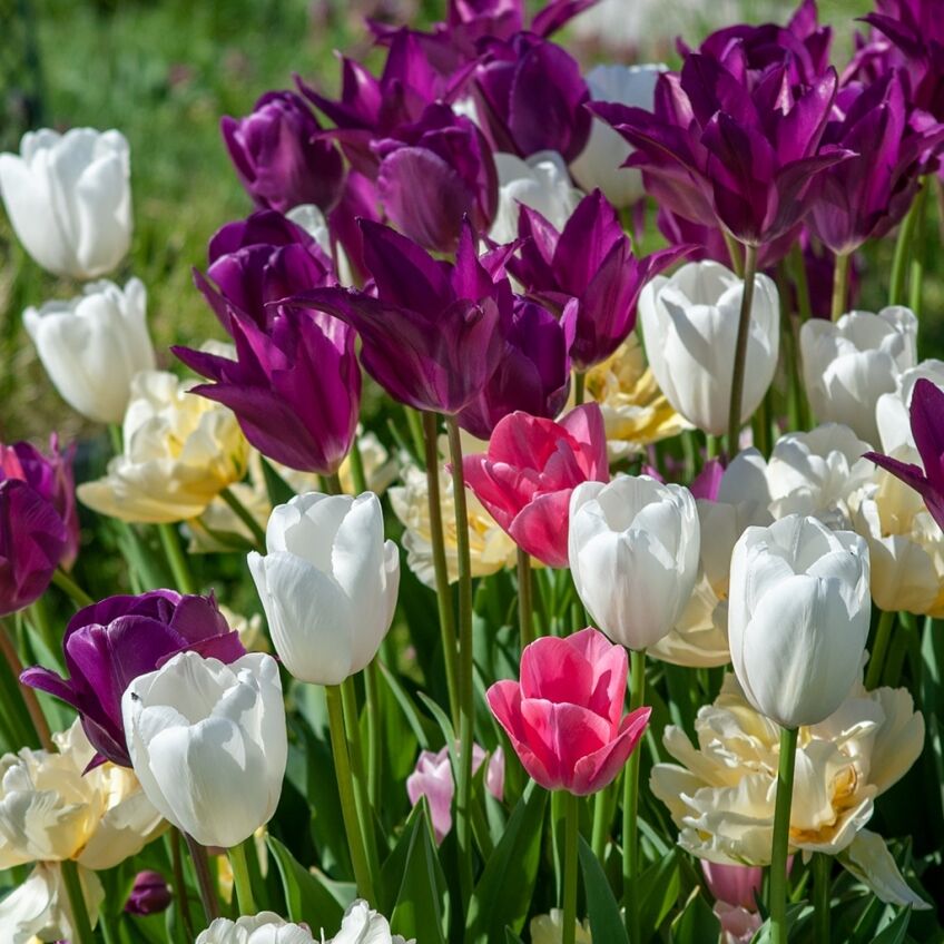 Soft Touch Tulip from Colorblends