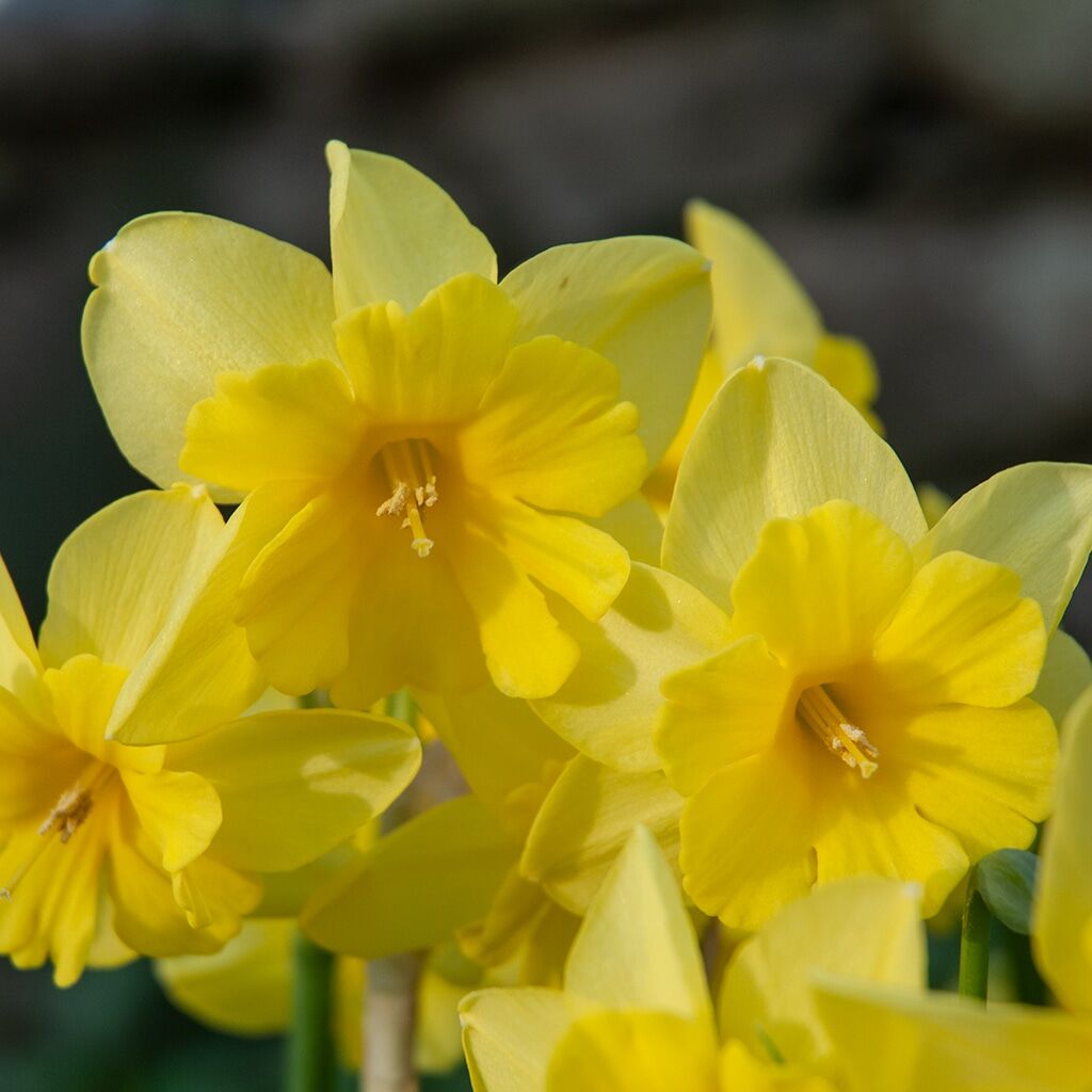 Tripartite Daffodils