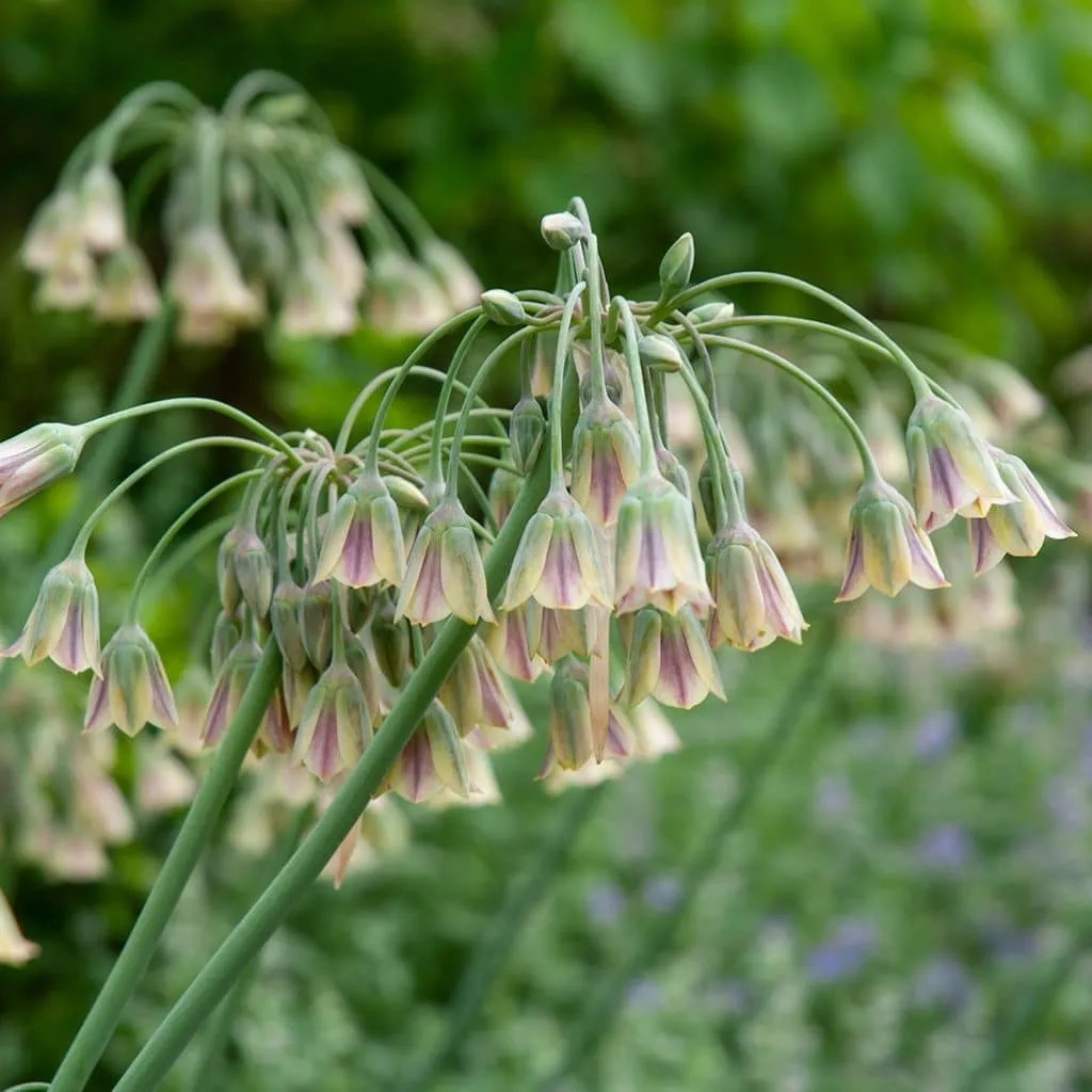 Allium Siculum from Colorblends