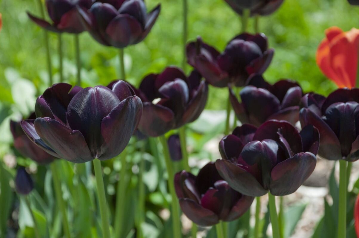 Bulb myths around the black tulip