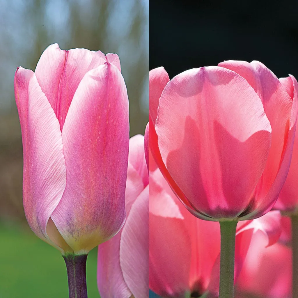 Pink Squared Tulip from Colorblends