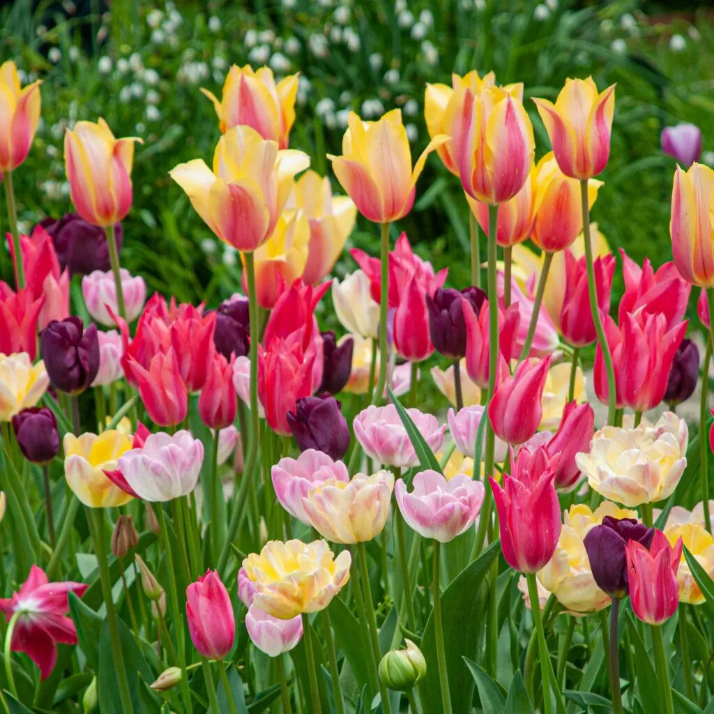 Nightingale Tulip Blend from Colorblends