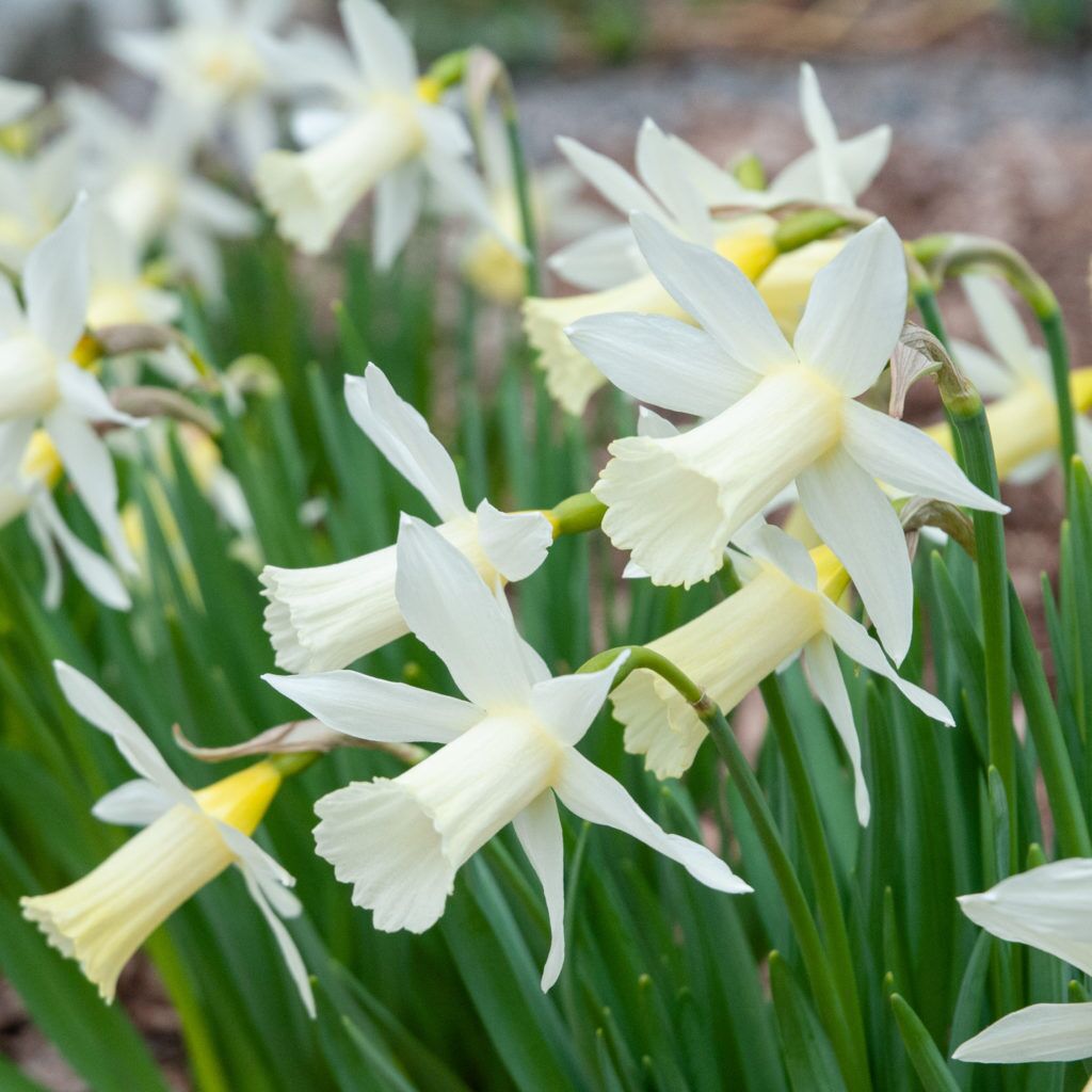 Elka Daffodils from Colorblends