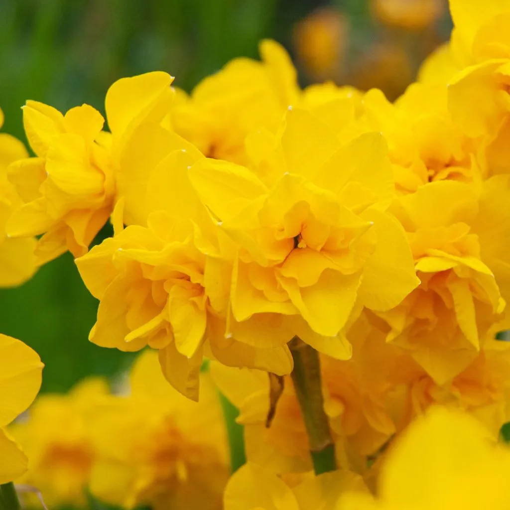 Golden Delicious Daffodil