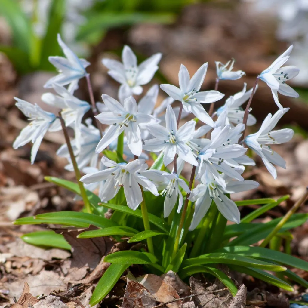 White Squill from Colorblends