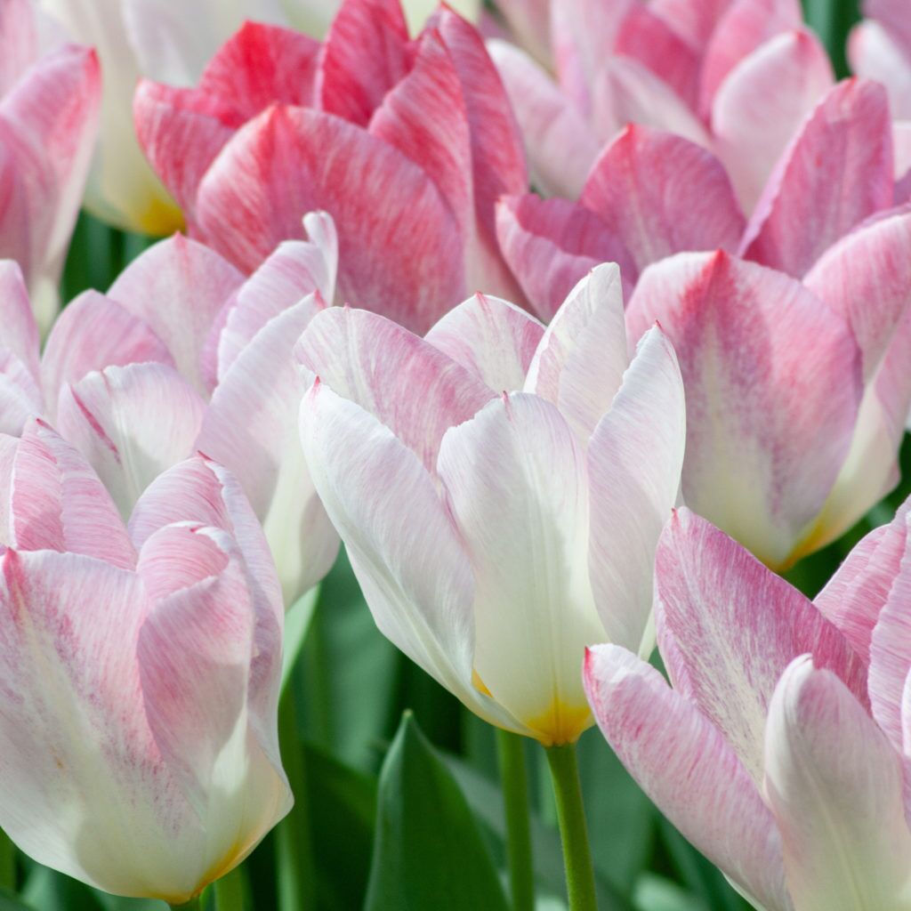 Flaming Purissima Tulips from Colorblends