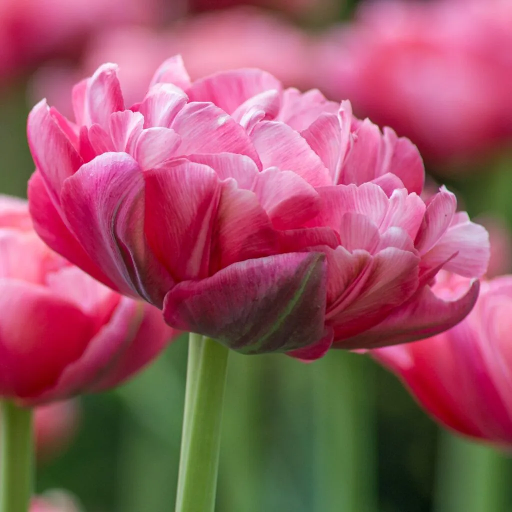 Wedding Gift Tulips from Colorblends
