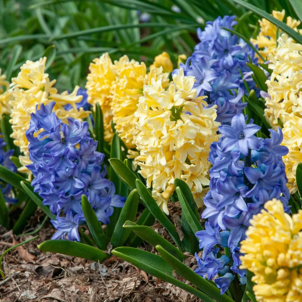 Hyacinth High Noon from Colorblends