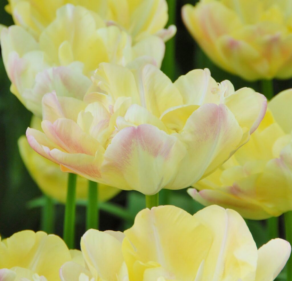 Creme Upstar tulips from Colorblends