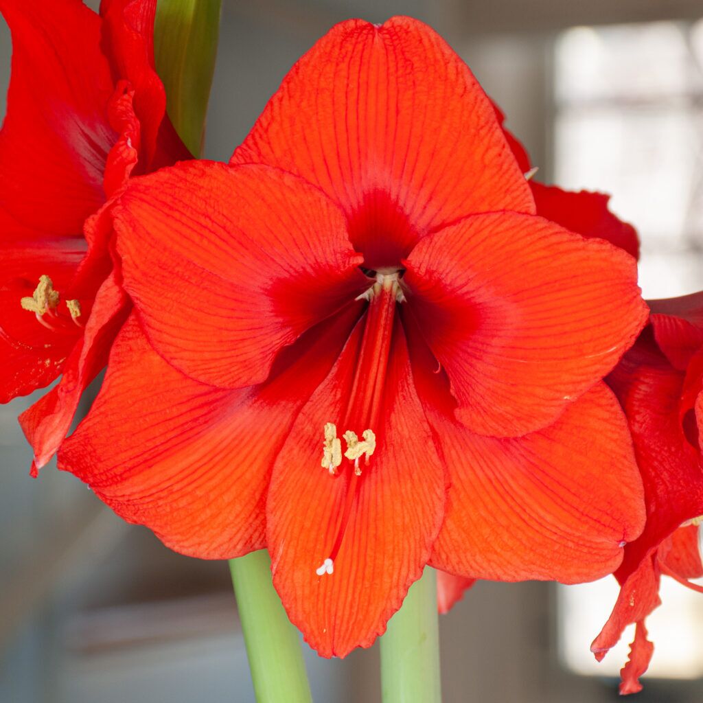 Sovereign Amaryllis from Colorblends