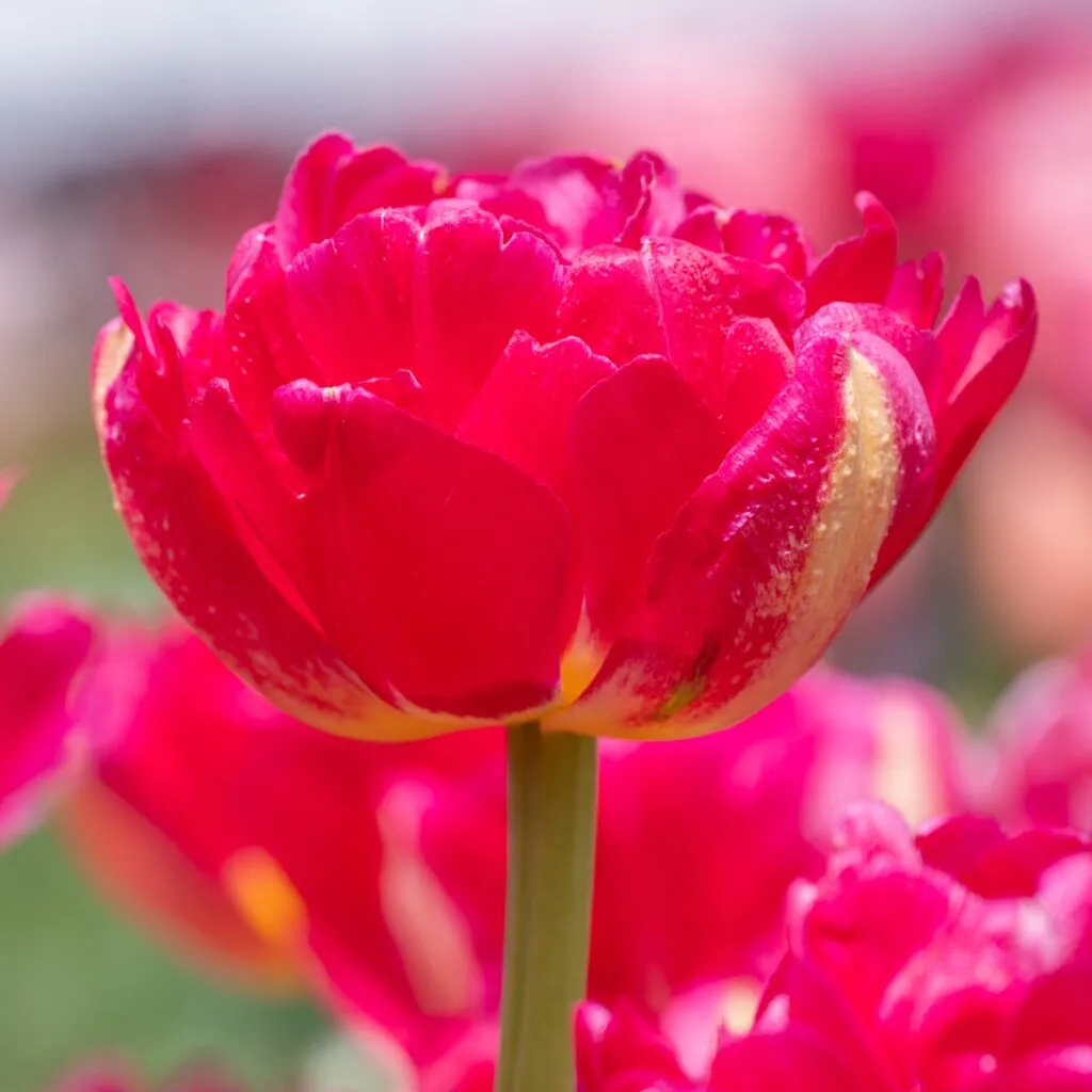 Pinza Tulips cropped in a square