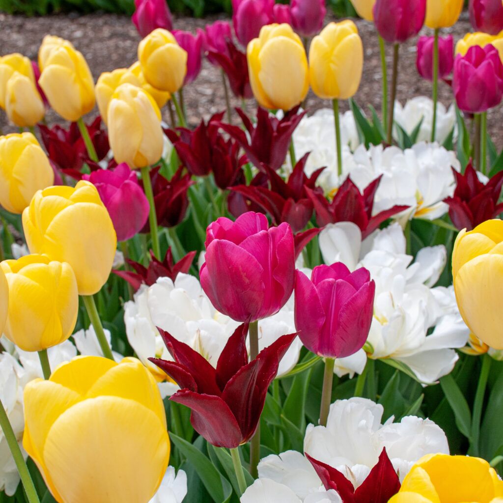 Brigitte Tulip Blend from Colorblends