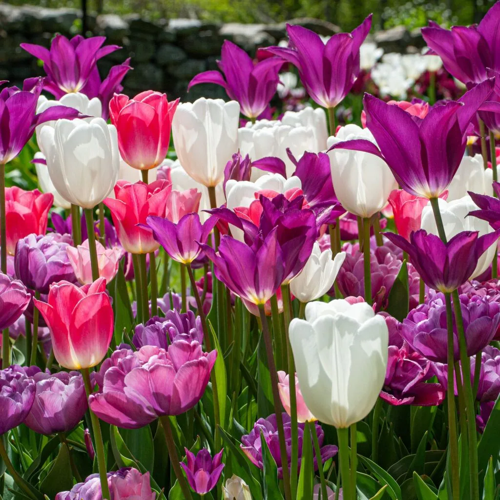 Toot Sweet tulip blend from Colorblends