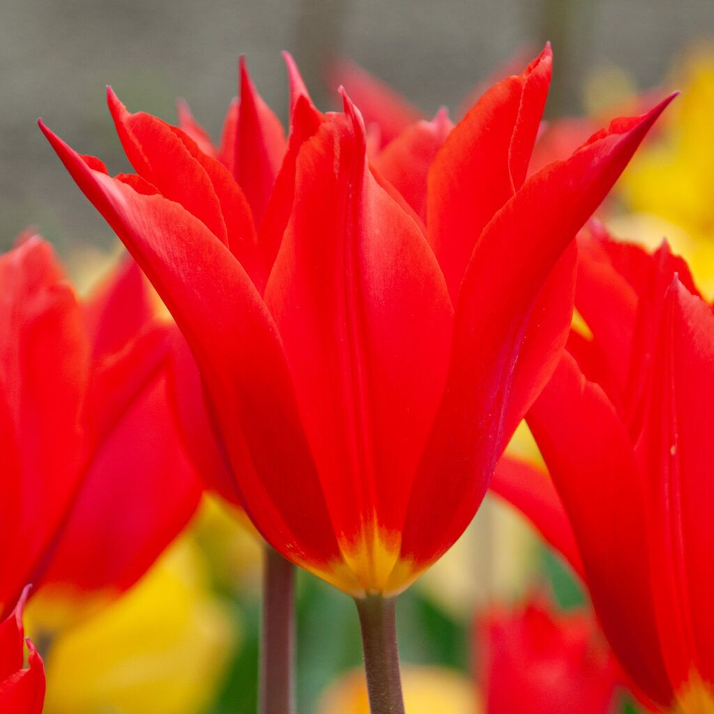 Royal Charm tulip close up