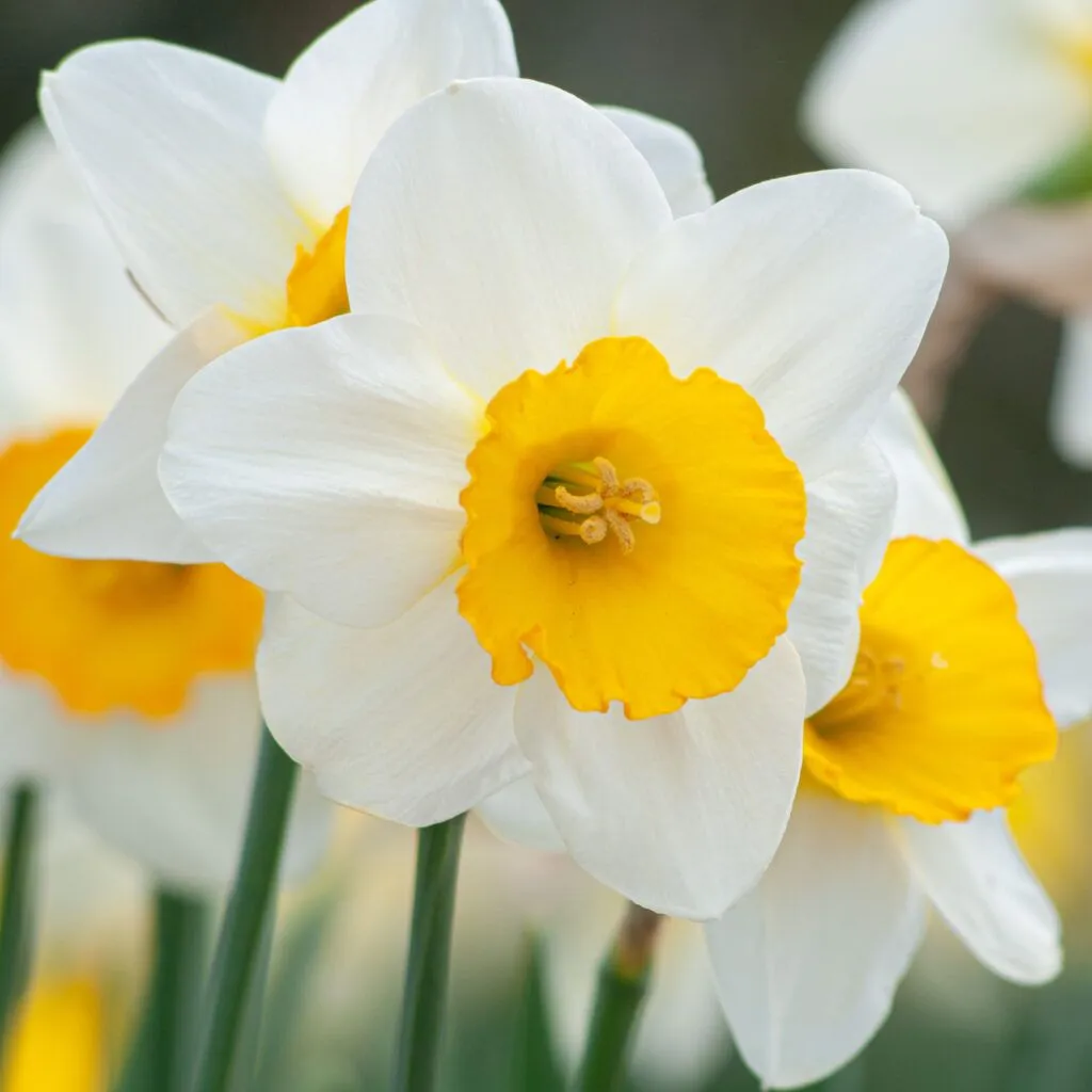 Sempre Avanti Daffodils in a cropped square