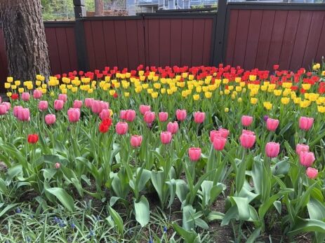 red, yellow, and pink tulips