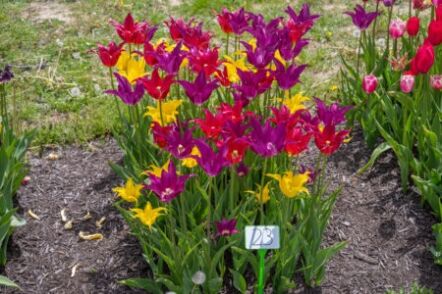 Freestyle Tulip Blend
