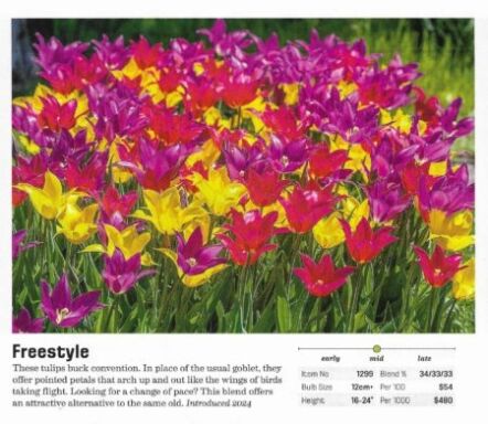Freestyle Tulip Blend in the Colorblends catalog