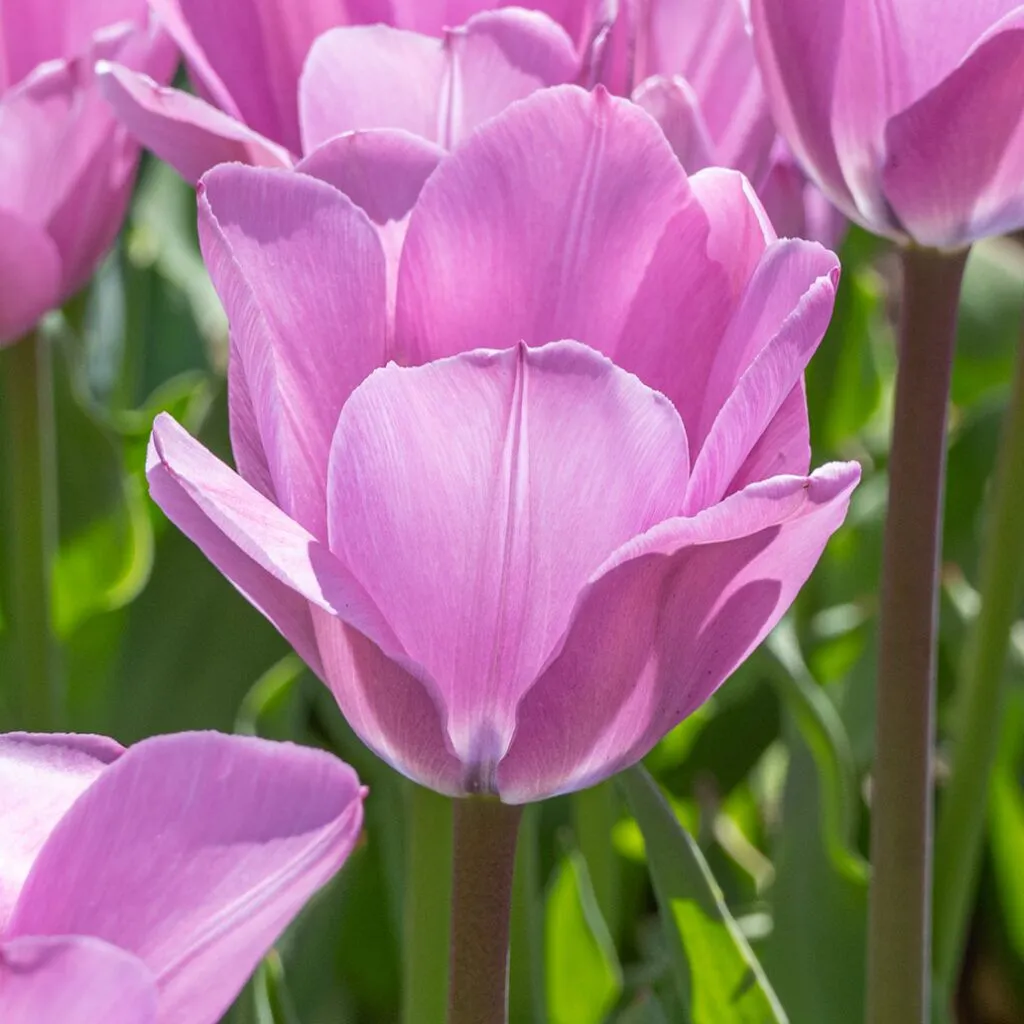 Janis Joplin Tulips from Colorblends