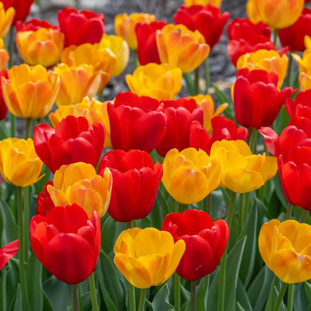 Warm Spell Tulip Blend from Colorblends