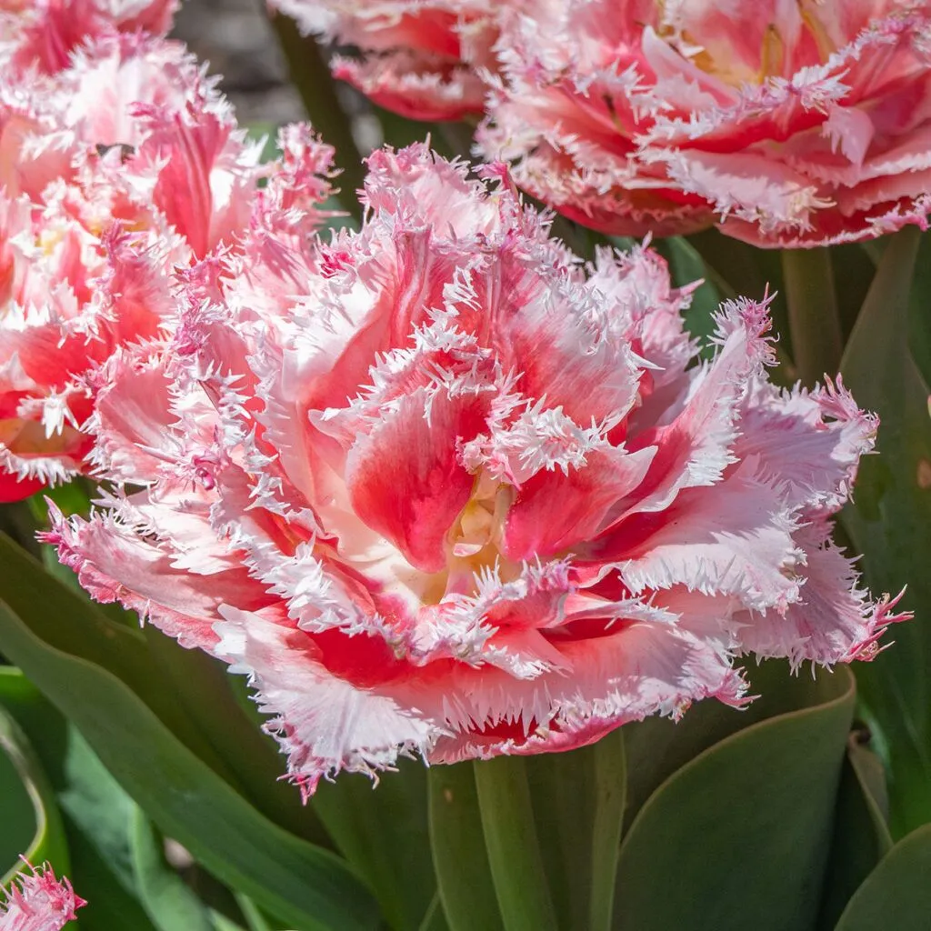 Queensland tulips close-up cropped in a square