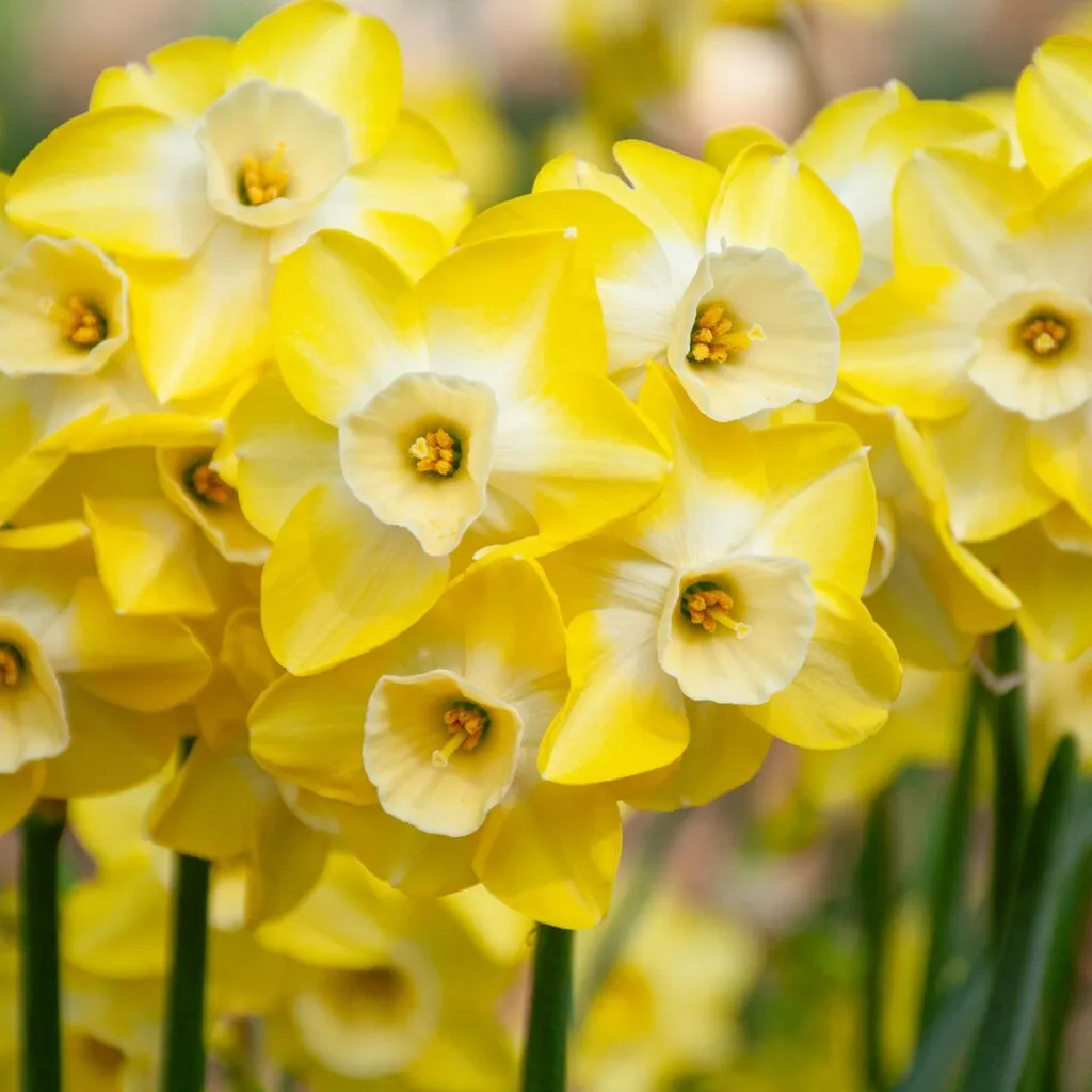 Regeneration daffodils from Colorblends in a close-up