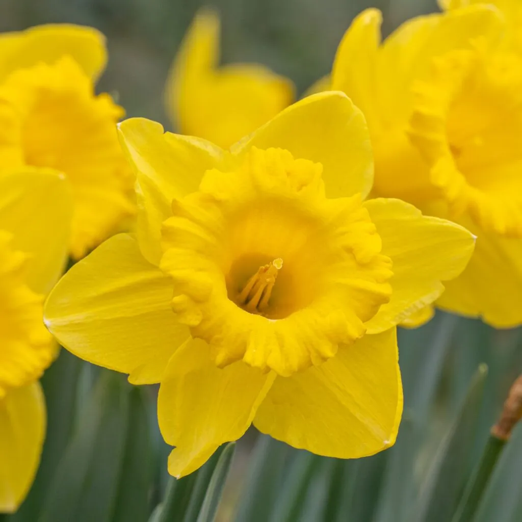 Scottish Gold daffodils from Colorblends in a close-up