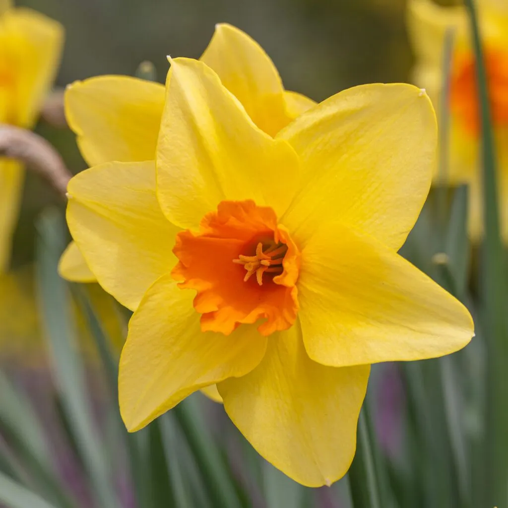 Texel Sun daffodils from Colorblends in a close-up