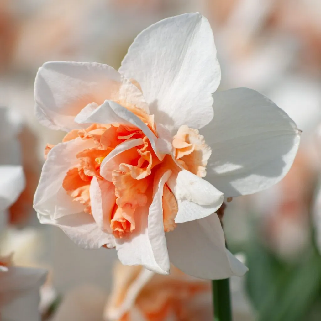 Replete Daffodils from Colorblends shown in closeup