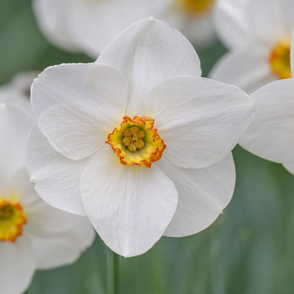 Daffodil Capisco from Colorblends shown close up