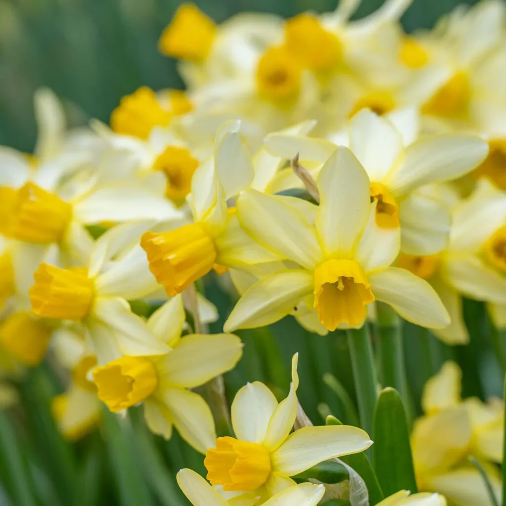 Eaton Song daffodils from Colorblends in a close-up