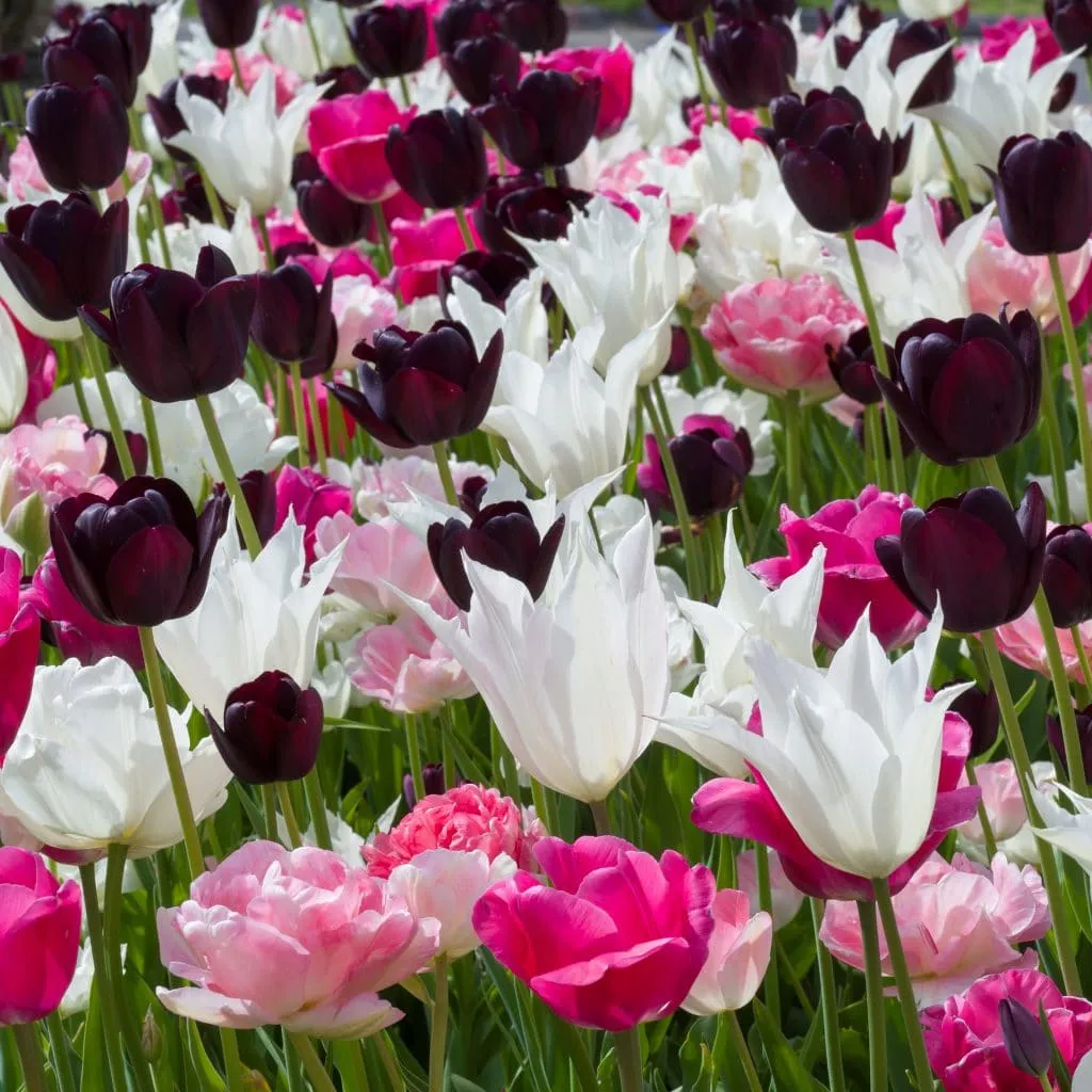 Boutonniere Tulips from Colorblends