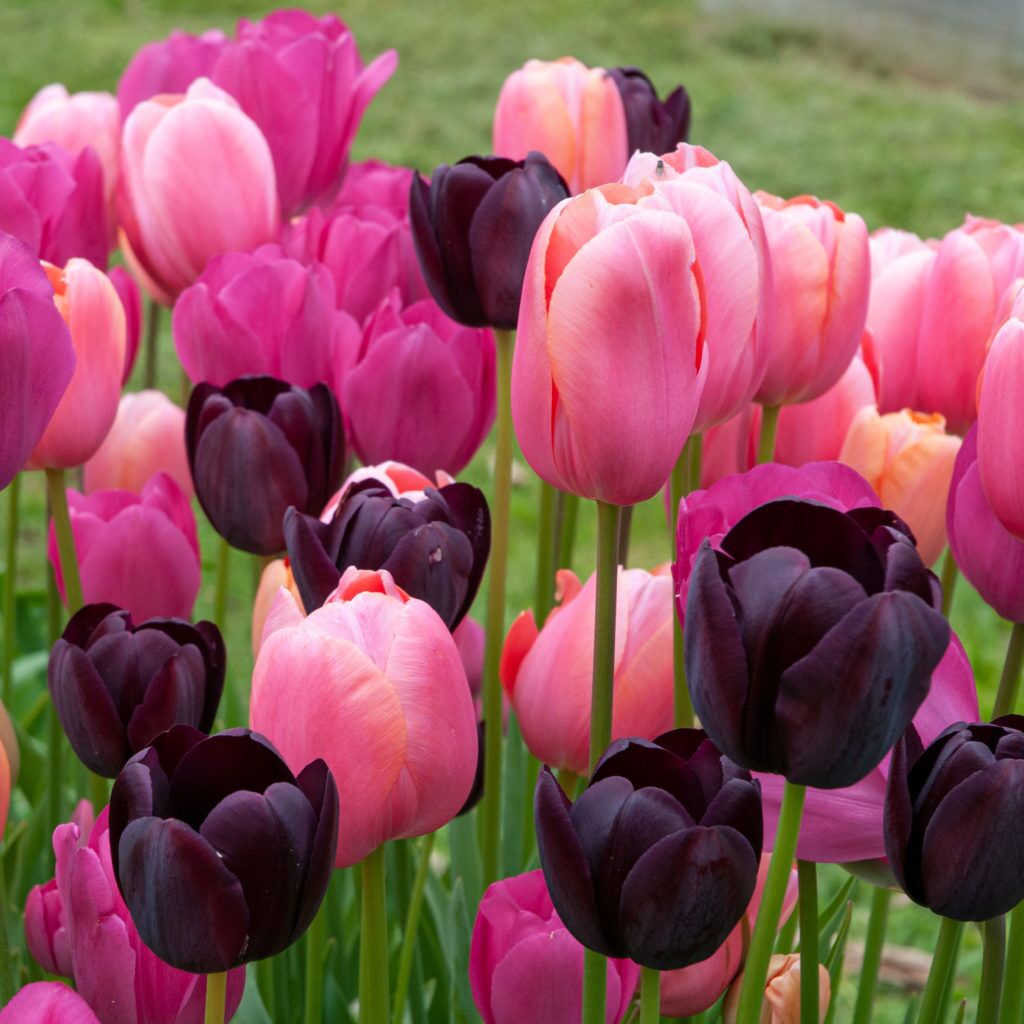 Mellow Drama Tulip from Colorblends
