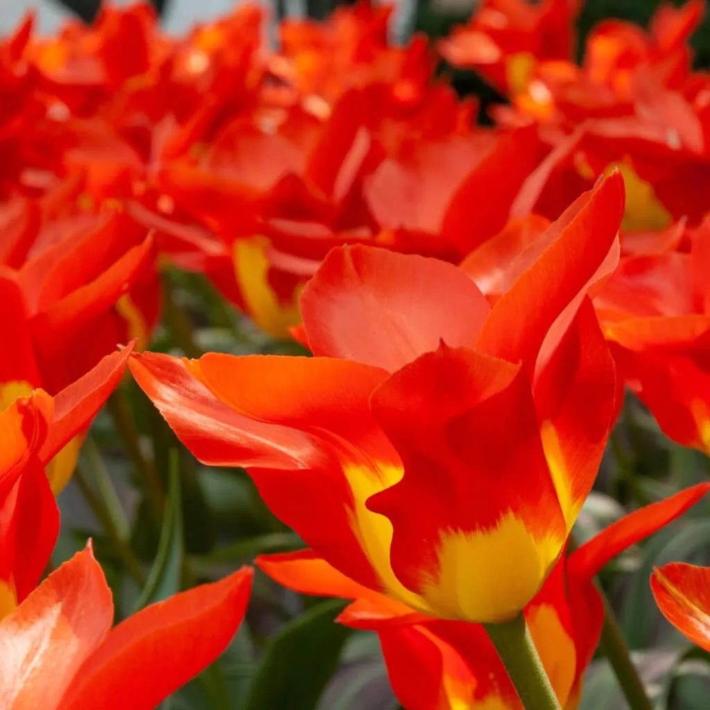 Juan Tulips by Colorblends