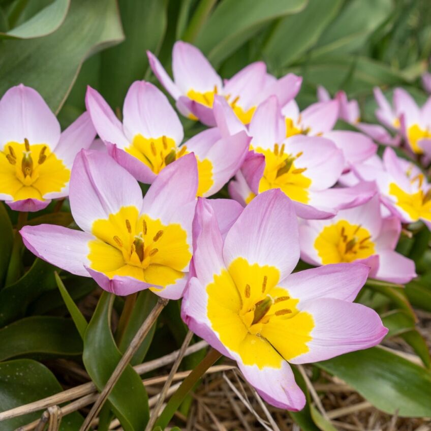Bakeri Lilac Wonder Tulips by Colorblends