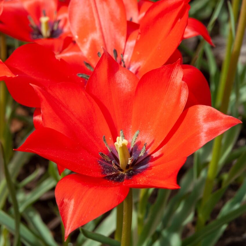 Linifolia Tulips from Colorblends