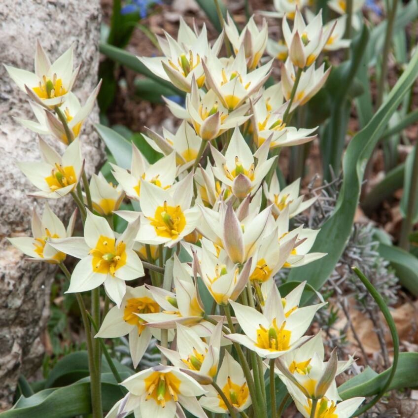 Turkestanica Tulips from Colorblends