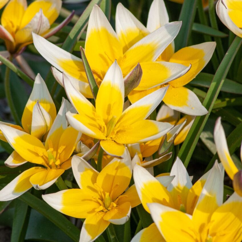 Tarda Tulips from Colorblends