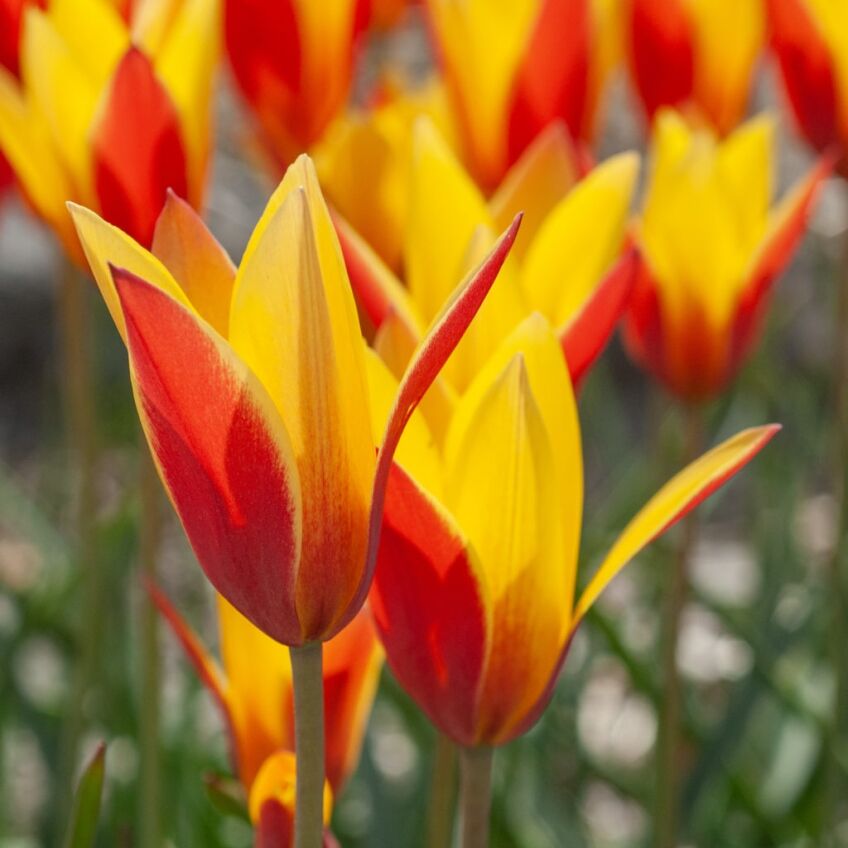 Tubergen's Gem Tulips from Colorblends