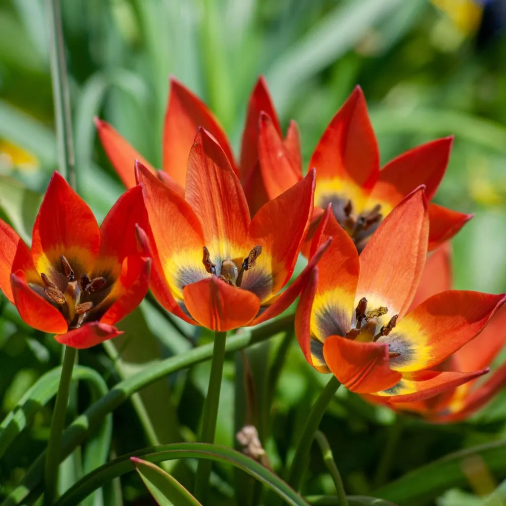 Little Princess Tulips from Colorblends