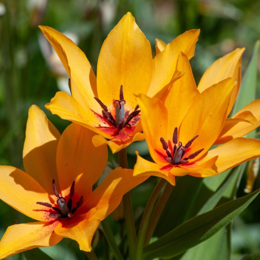Praestans Shogun Tulips from Colorblends