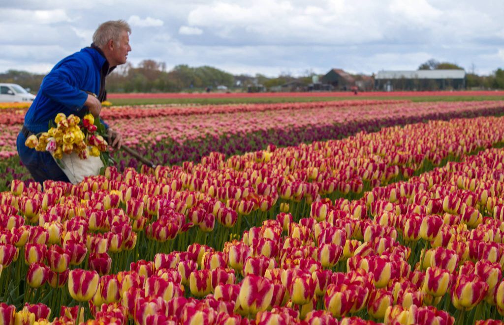 Headline Tulips from Colorblends
