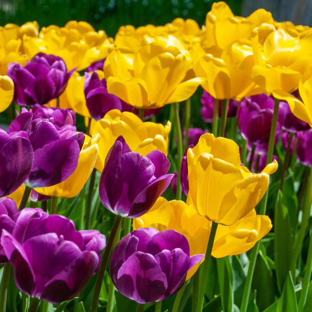 Royals Tulip from Colorblends